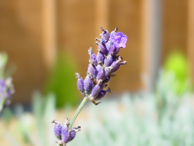 Снимка: Sxc.hu