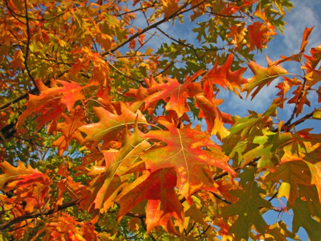 Любовни есенни рими – 12-а част