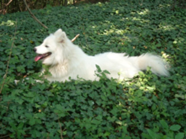 Полезно ли е да си гледаме куче?