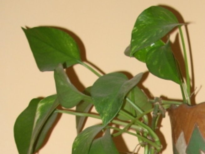 Стайни цветя поглъщат опасния озон