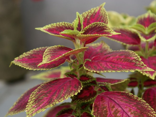 Снимка: Sxc.hu