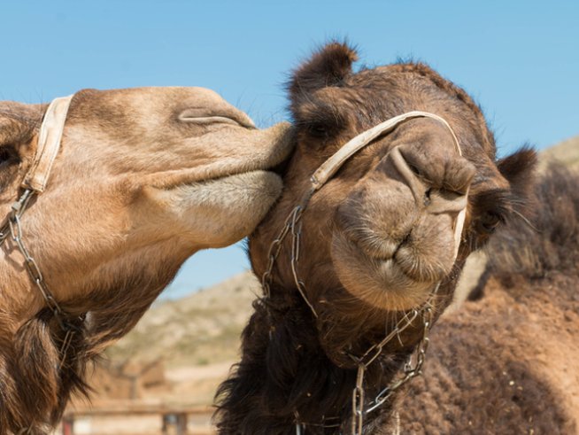 Снимка: istock