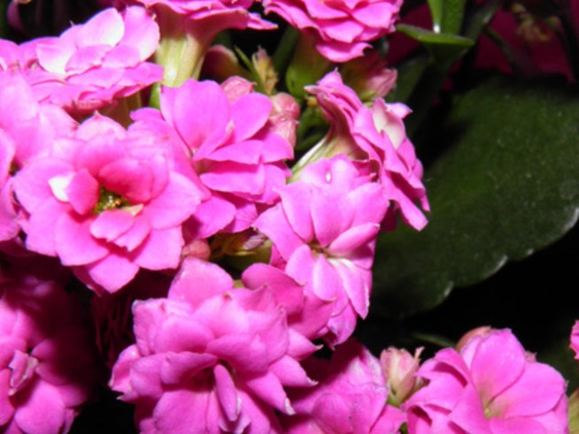 Каланхоето – красивото лекарство