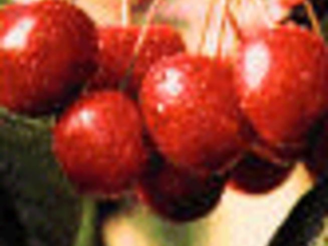 Черешова Задушница