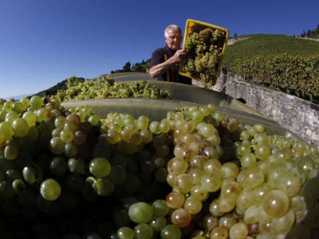 Есенно подхранване на лицето с грозде