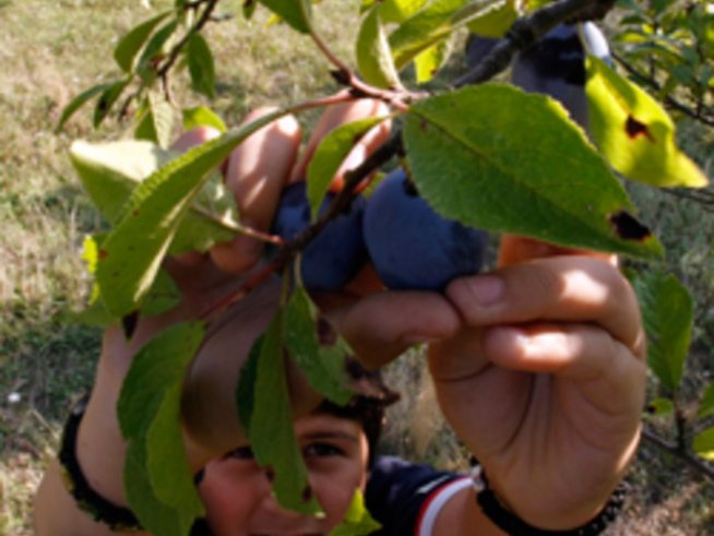 Сливите премахват излишното омазняване на лицето