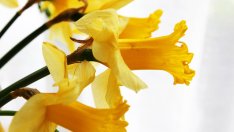 6 красиви, но токсични растения (галерия)