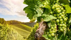 10 причини да ядете грозде по-често