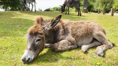 Притча за мъртвото магаре