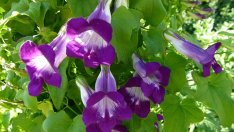 Азарина – свежо увивно украшение