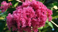 Лагерстремия или индийски люляк