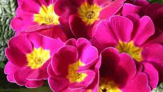 Иглика – любимото балконско цвете