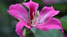 Баухиния – дърво със съвършени цветове 