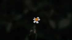 10 мъдрости за живота от Ноевия ковчег