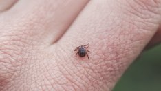 Без олио и без въртене – как правилно да извадим кърлеж от тялото