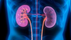 Храни за детокс на бъбреците