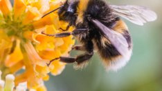 Естествени средства при ужилване от пчела