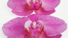 Нови средства за борба с рак на гърдата