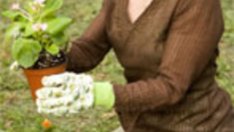 Стайните растения през пролетта