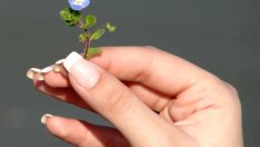 Домашна грижа за здрави и блестящи нокти