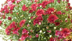 Хризантемите – цветът на есента