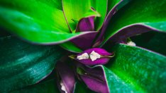 Роео – мексикански огън у дома 