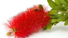 Калистемон – вечнозелен с интересни цветове 