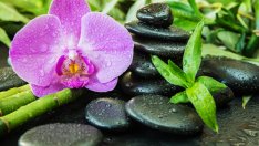 6 цъфтящи растения с положителна енергия според фъншуй