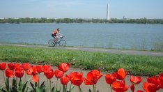 7 пролетни идеи за дома, секса и градината