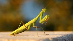 Какво означава, ако видиш богомолка?