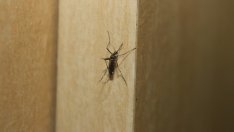 4 етерични масла, които гонят комарите