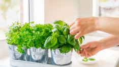 Плодове и зеленчуци, които може да отглеждате вкъщи 