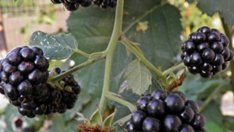 Неочаквани маски за лице с къпини