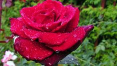 Първата менструация – началото на края на детството