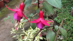 Фуксия или обички - нежната камбанка в дома