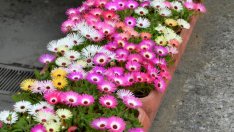 Месембриантемум – растение с много цвят и настроение 