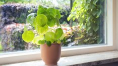 Кои цветя ще донесат здраве и късмет в дома ви?