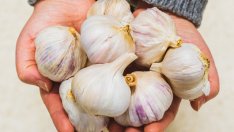 8 мощни ползи от суровия чесън