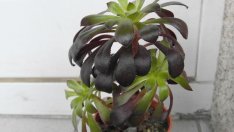 Еониум – черната роза на Канарите