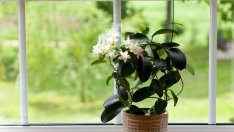 5 растения за положителна енергия в дома