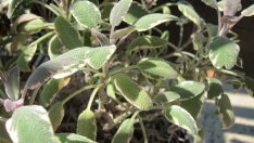 Градински чай салвия и в кухнята