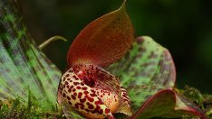 Калцеолария – нежната пантофка