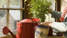 Осем съвета за отглеждане на цветя в саксии през зимата