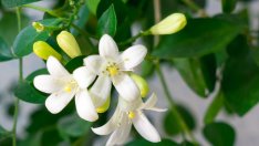 Мурая – нежна бяла красота в дома 