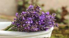 Ефективни билки при тревожност и стрес