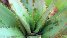 Цветя за по-чист въздух у дома