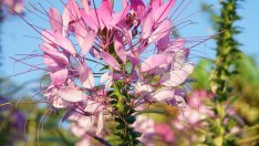 Клеоме – цветето паяк 