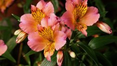 Алстромерия – нежната феерия