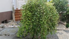 Мини върба за дома и градината