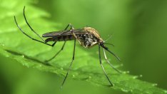 Растения, които помагат срещу комари